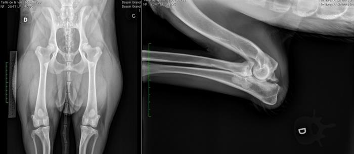 Radiographie de dépistage de la dysplasie des hanches et radiographie d'un coude présentant une non union du processus anconé (nupa)